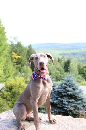 Granite Ridge maine wedding couple